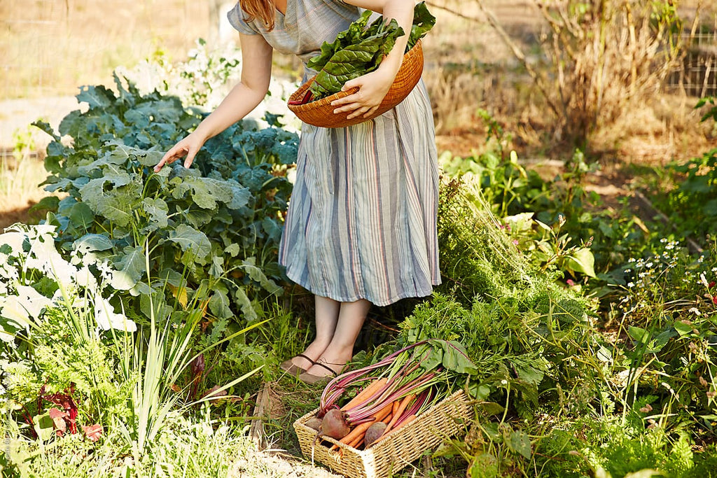 Field Trip: Farm Visit to Sauvie Island